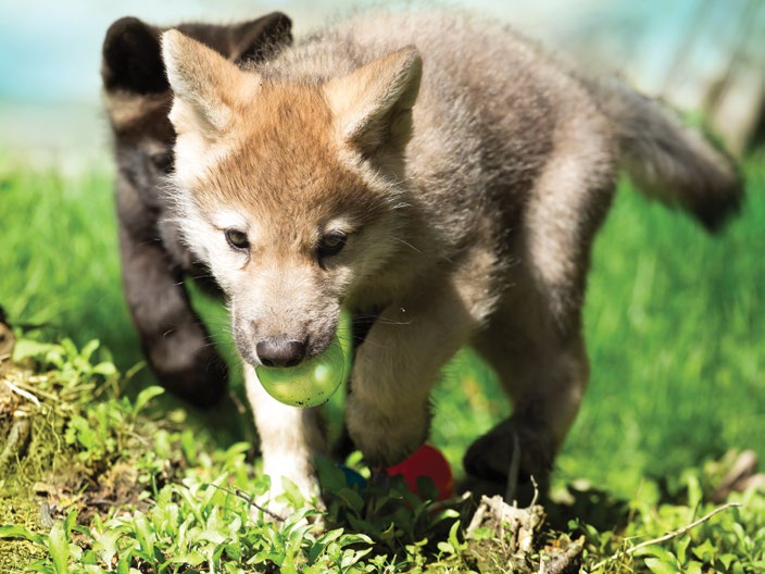 Casse Tete 300pcs Jenna Balto Les Louveteaux Casse Tetes Casse Tete Enfants